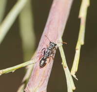 Image de Myrmecia urens Lowne 1865