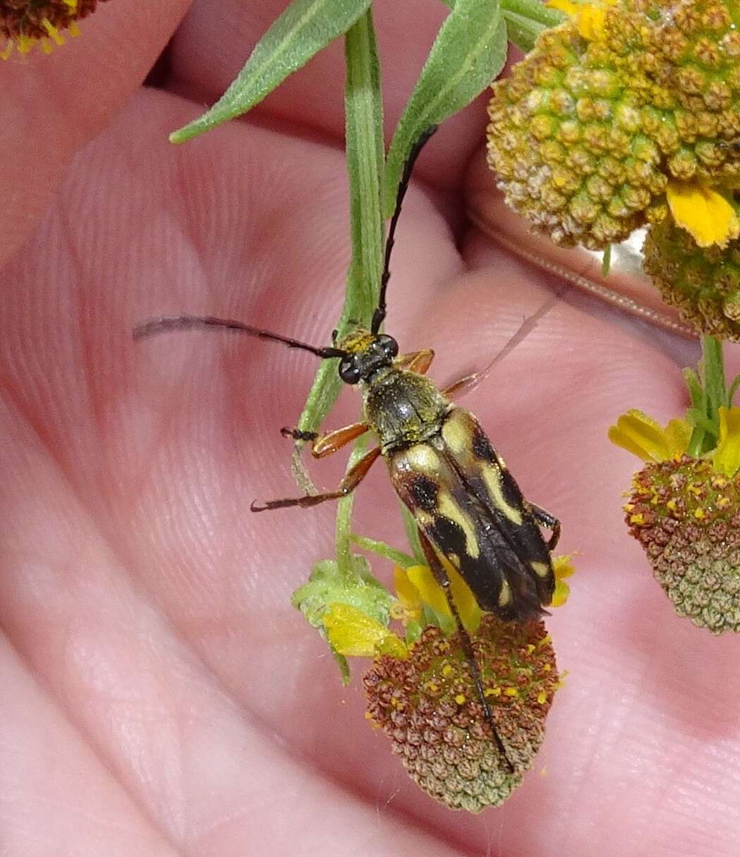 صورة Typocerus octonotatus (Haldeman 1847)