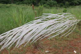 Image of Wild Sugar-Cane