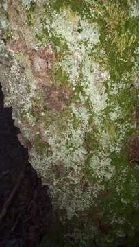 Imagem de Cladonia digitata (L.) Hoffm.