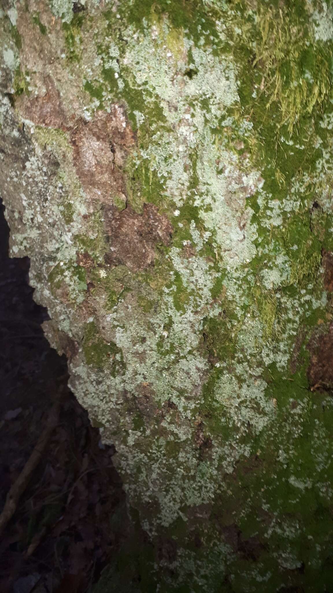 Слика од Cladonia digitata (L.) Hoffm.