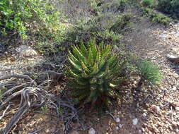 صورة Aloe melanacantha A. Berger