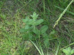 Imagem de Teucrium scordium subsp. scordioides (Schreb.) Arcang.