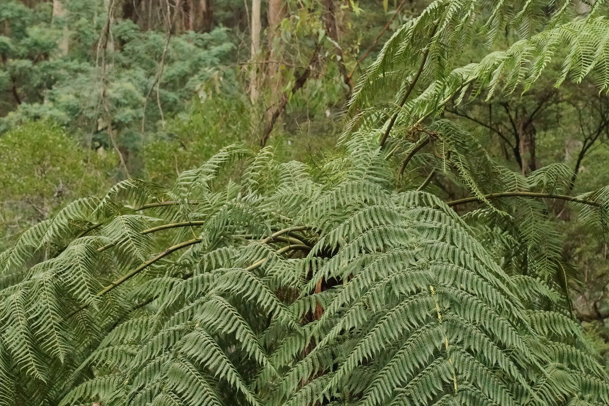 Image of Rough Tree Fern