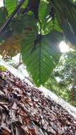 Image of philodendron