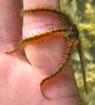 Image of Common brittlestar