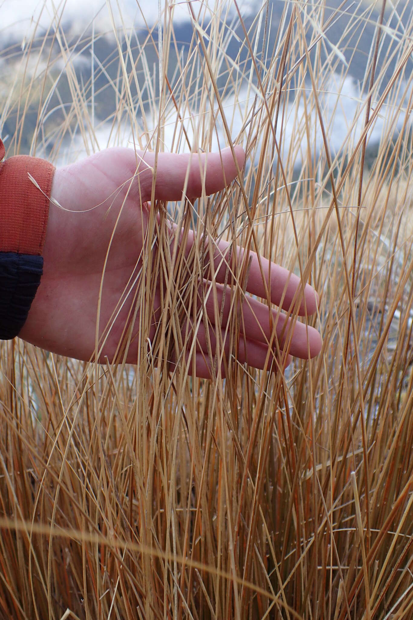 Plancia ëd Chionochloa rubra subsp. cuprea Connor