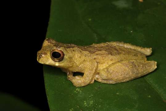 Sivun Dendropsophus brevifrons (Duellman & Crump 1974) kuva