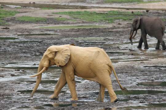 Image of African forest elephant