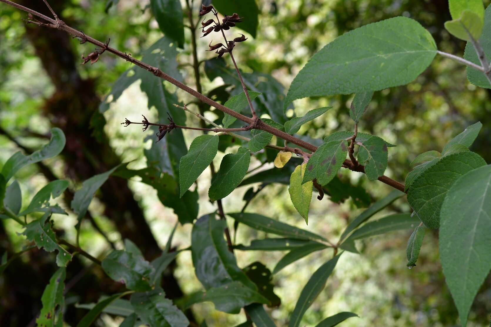 Image of Salvia karwinskii Benth.