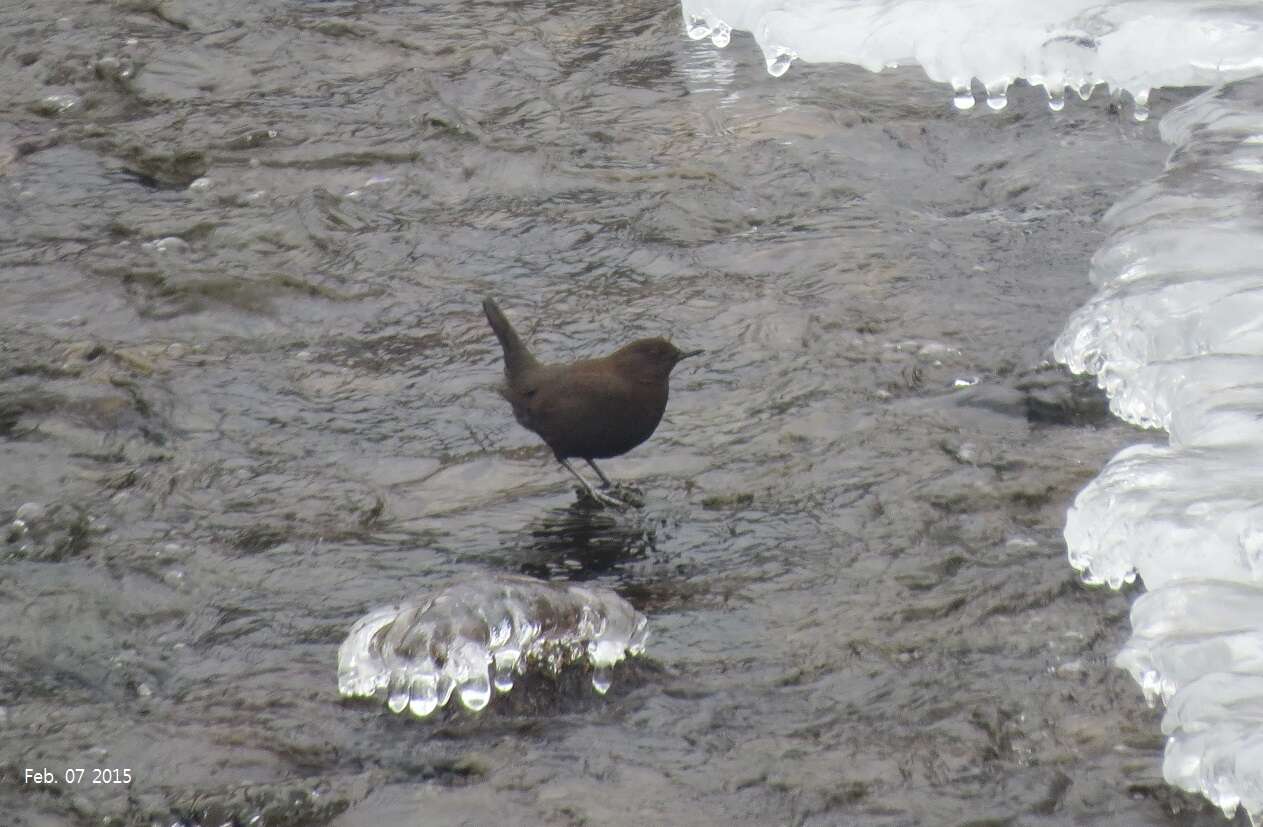 Image of Brown Dipper