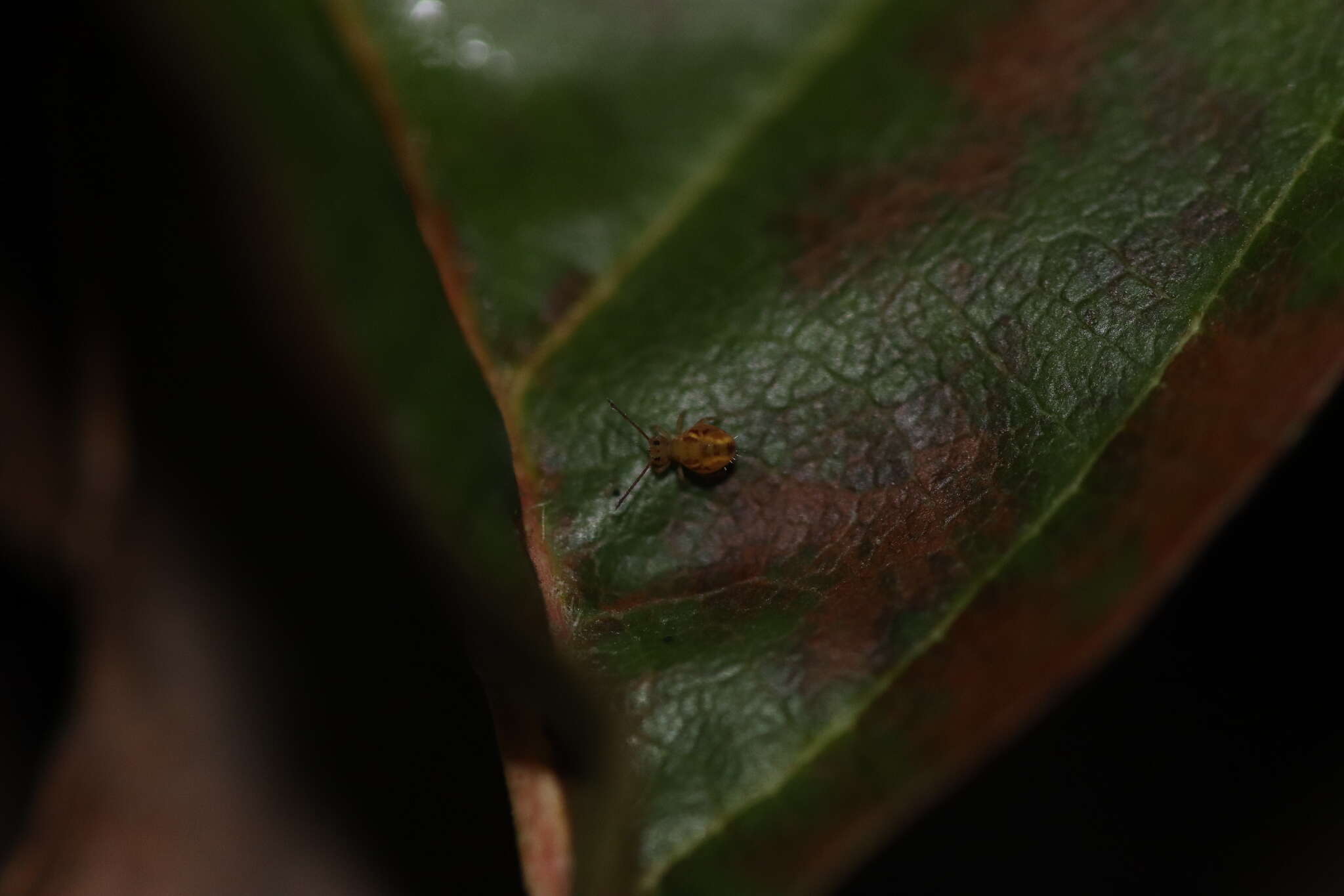 Image of Dicyrtomina saundersi (Lubbock & J 1862)