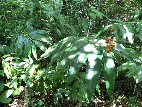 Image of Alpinia flabellata Ridl.