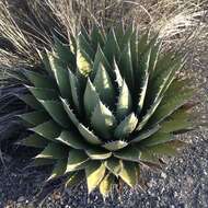 Image of Agave horrida Lem. ex Jacobi