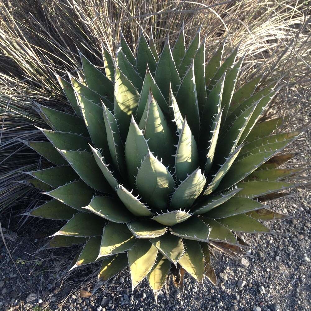 Agave horrida Lem. ex Jacobi resmi