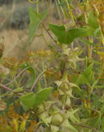 Image of Antirrhinum wislizenii (Engelm. ex A. Gray) Tidestr.