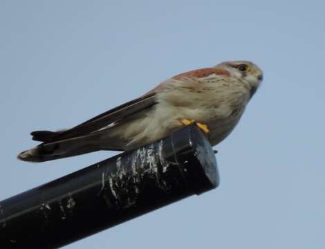 Image of Australian Kestrel