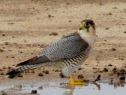 Falco chicquera horsbrughi Gunning & Roberts 1911 resmi