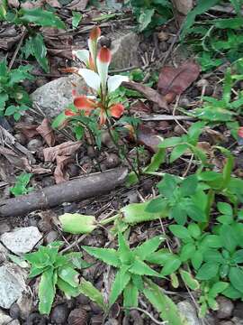 Image of Alstroemeria caryophyllaea Jacq.