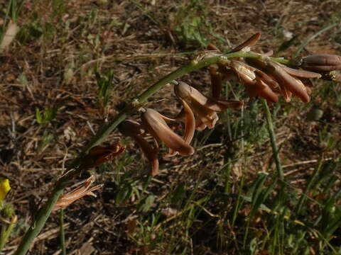 Image of Dipcadi serotinum (L.) Medik.