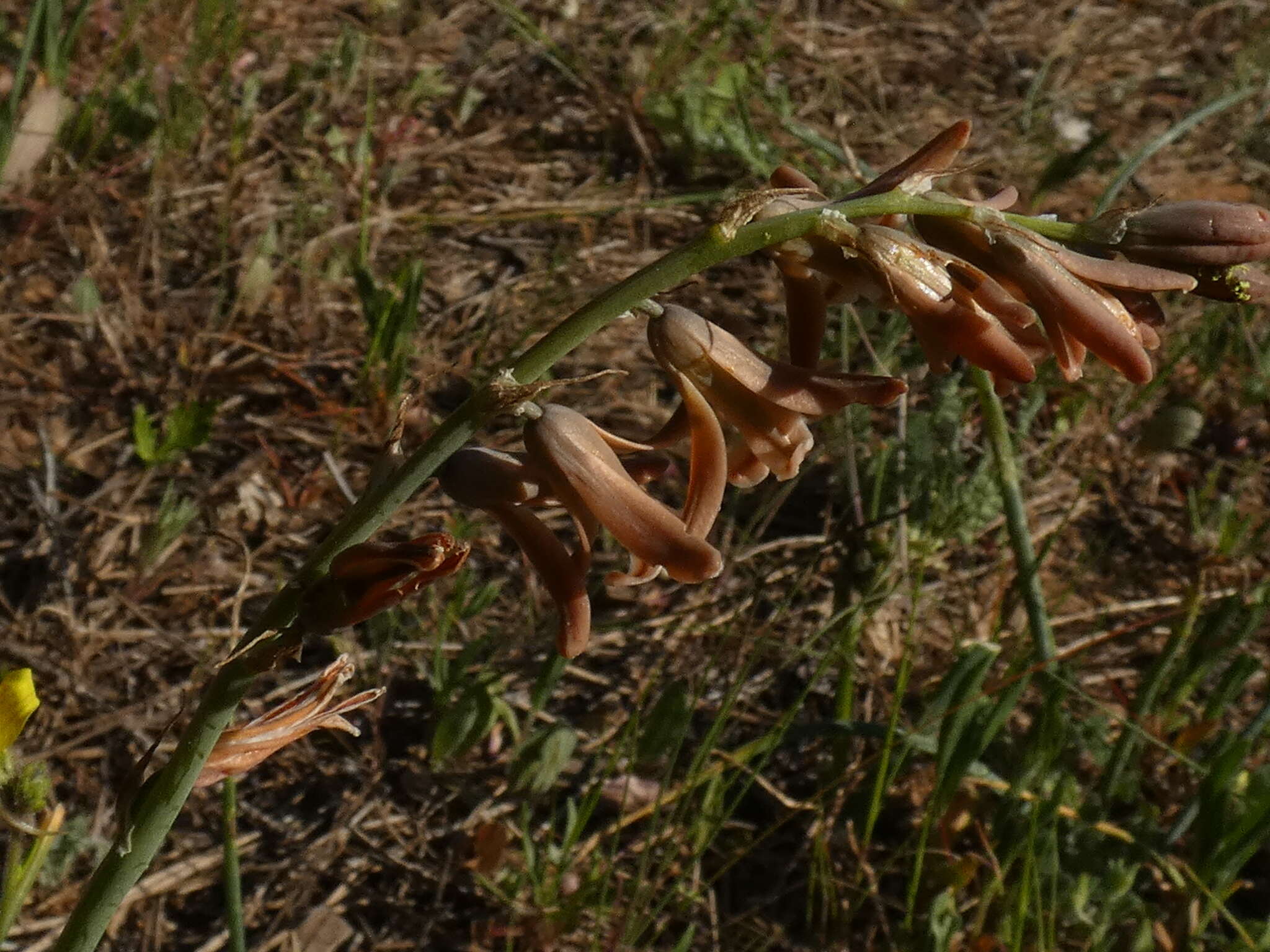 Image of Dipcadi serotinum (L.) Medik.