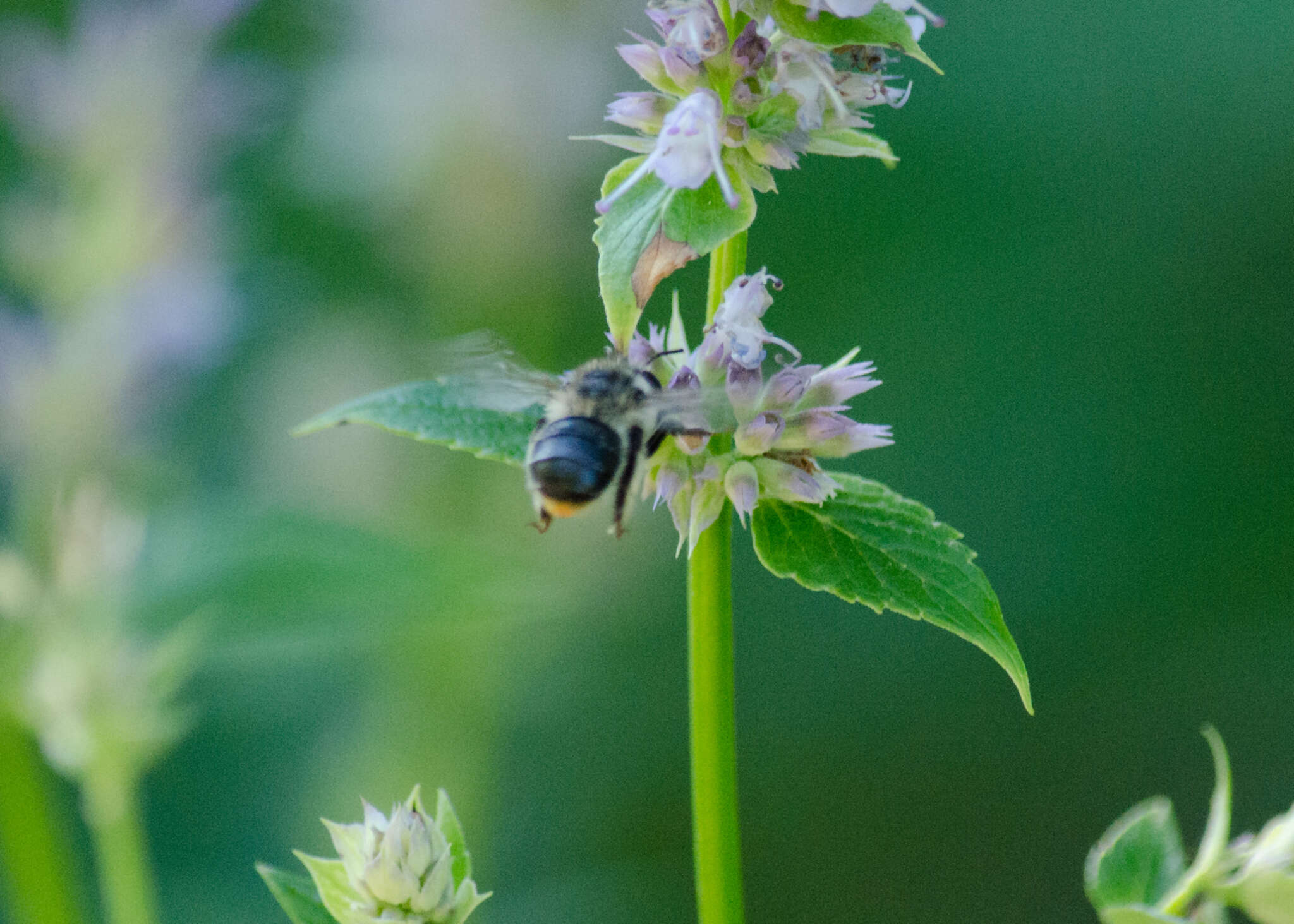 Image of Anthophora terminalis Cresson 1869