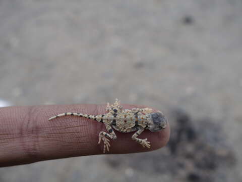 Image of Sunwatcher Toadhead Agama