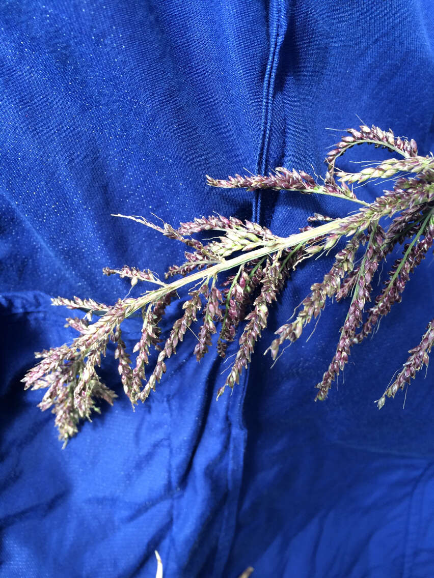 Image of bigleaf bristlegrass