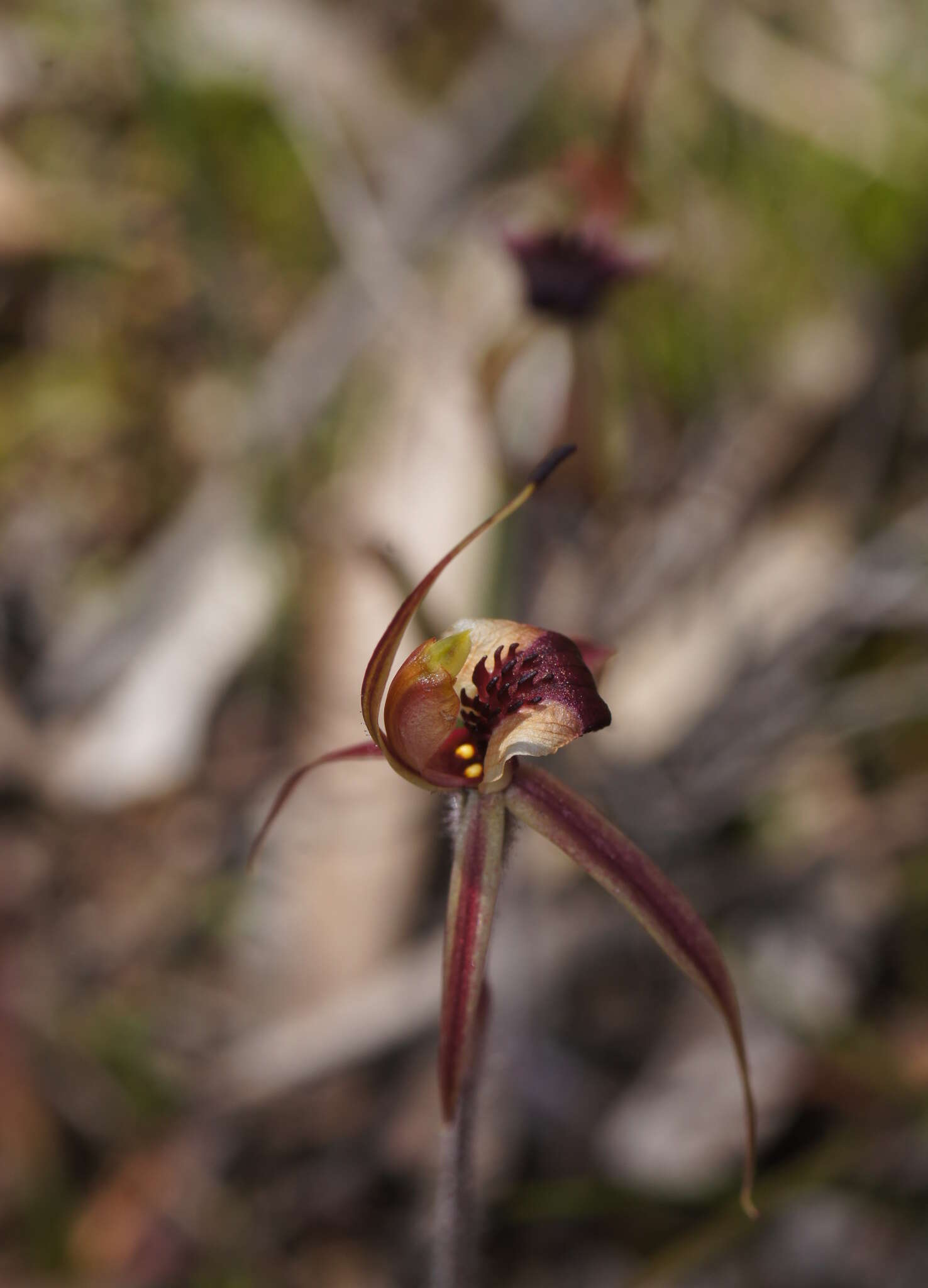 Image of Plain-lip spider orchid