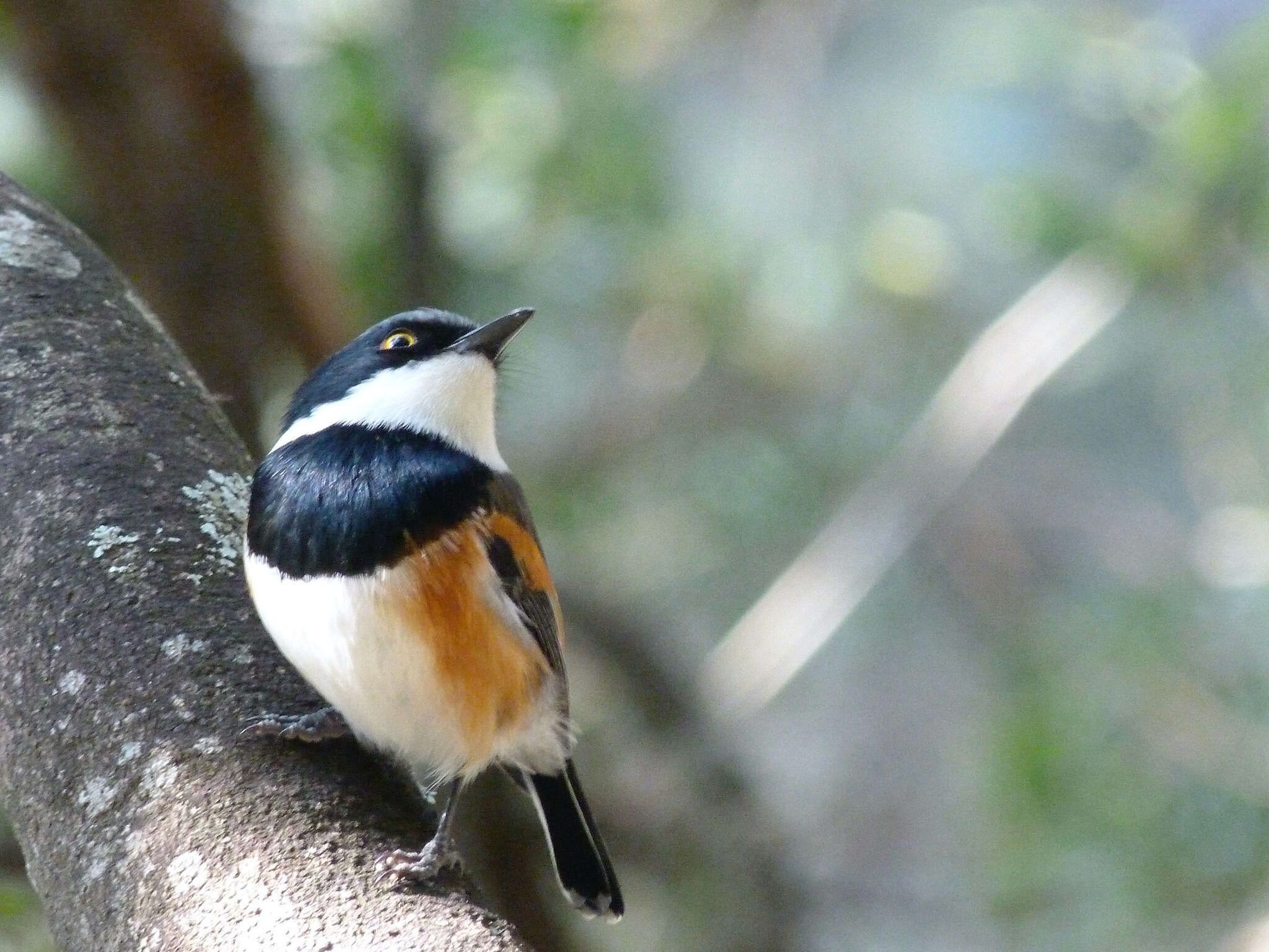 صورة Batis capensis hollidayi Clancey 1952