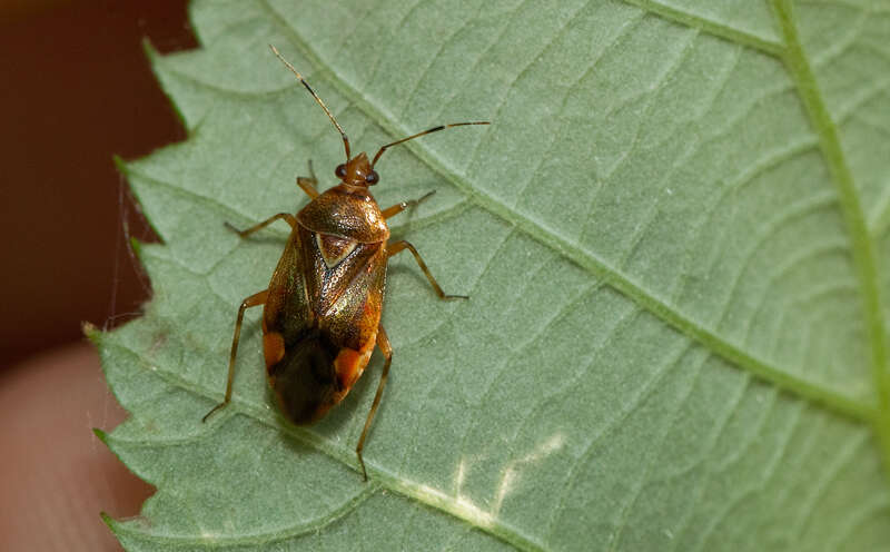 Image of Deraeocoris flavilinea (A. Costa 1862)