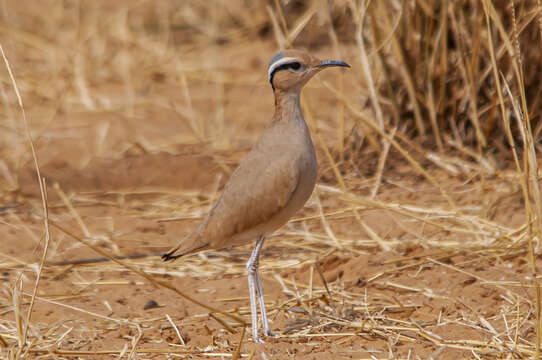 Image of Cream-colored Courser