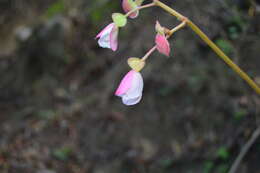 Image of Begonia parcifolia C. DC.