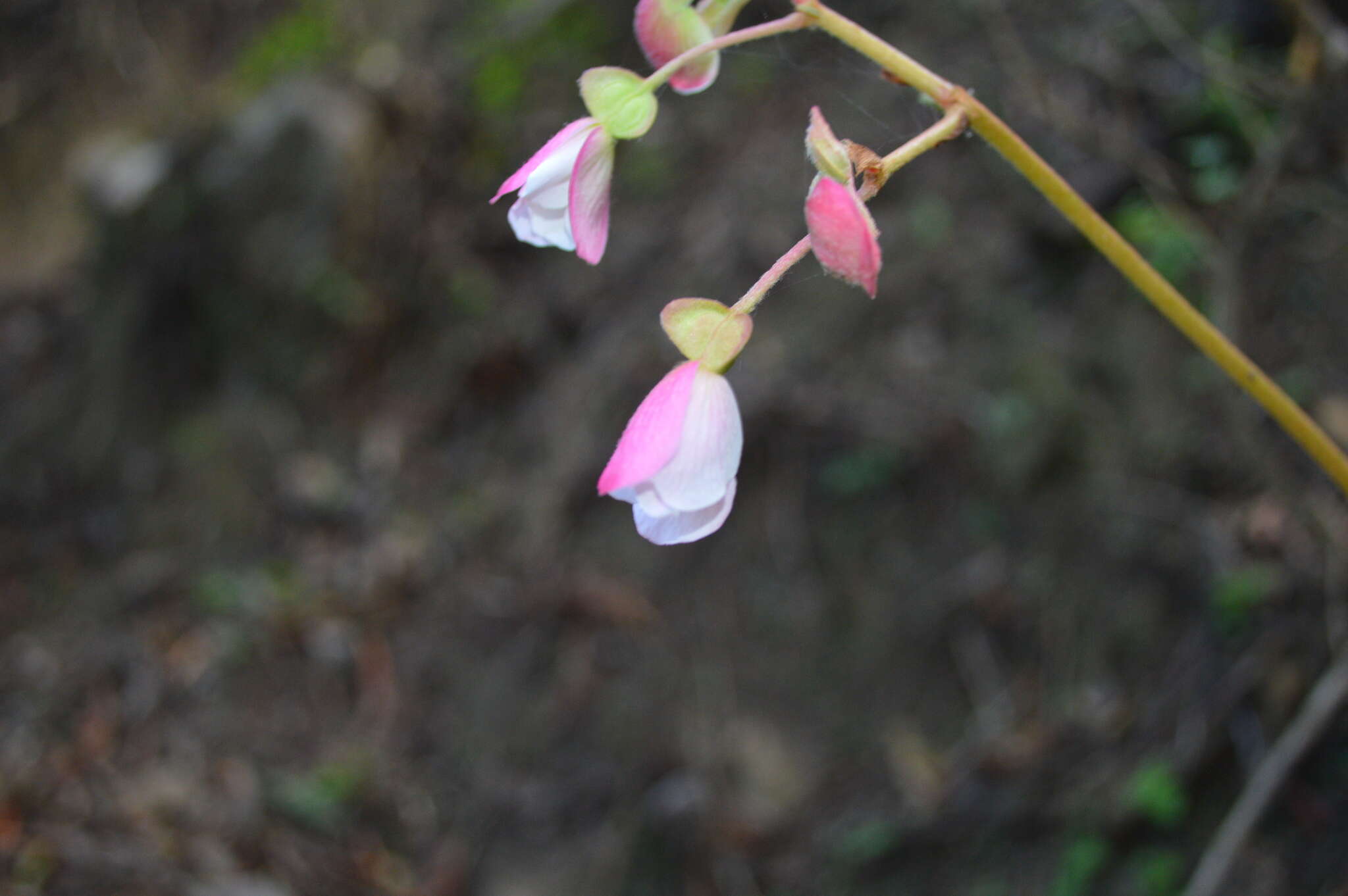 Image of Begonia parcifolia C. DC.