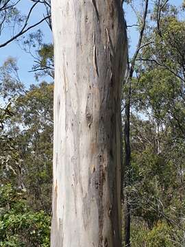 Image of forest redgum