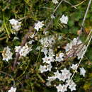 Image of Snow Heath