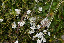 Image of Epacris petrophila Hook. fil.