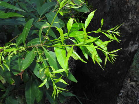 Image de Notelaea punctata R. Br.