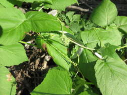 Image of oneseed bur cucumber