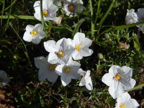 Image of Nierembergia linariifolia R. Grah.