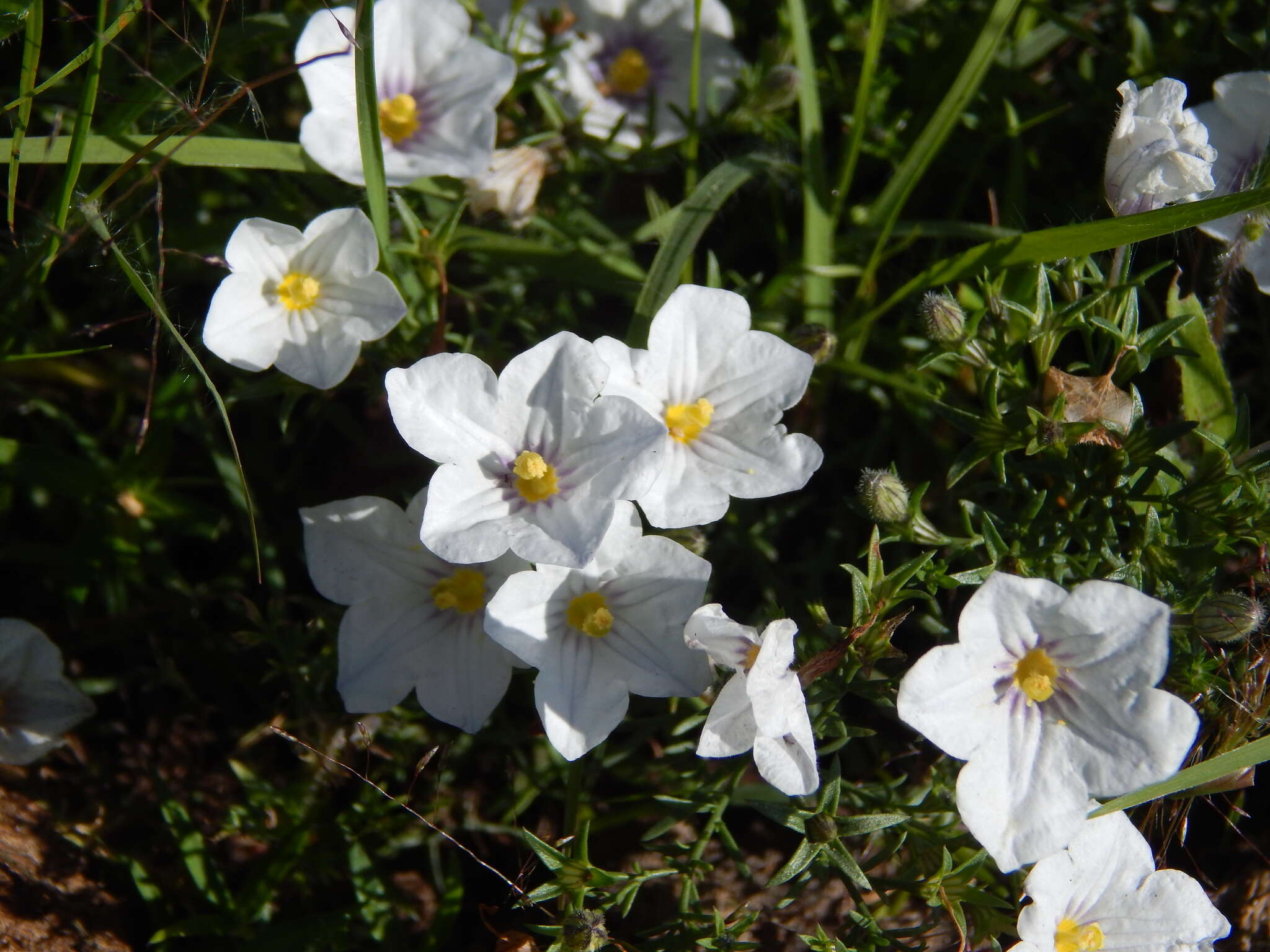 Image of Blue cup flower