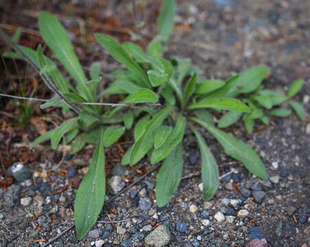 Image of streamside fleabane