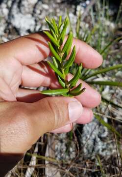 Image of pineland golden trumpet