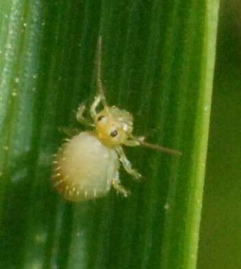 Sminthurus viridis (Linnæus & C 1758)的圖片