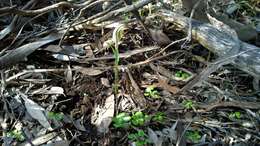 Image of Pterostylis erythroconcha M. A. Clem. & D. L. Jones