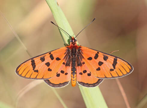 Acraea nohara Boisduval 1847的圖片