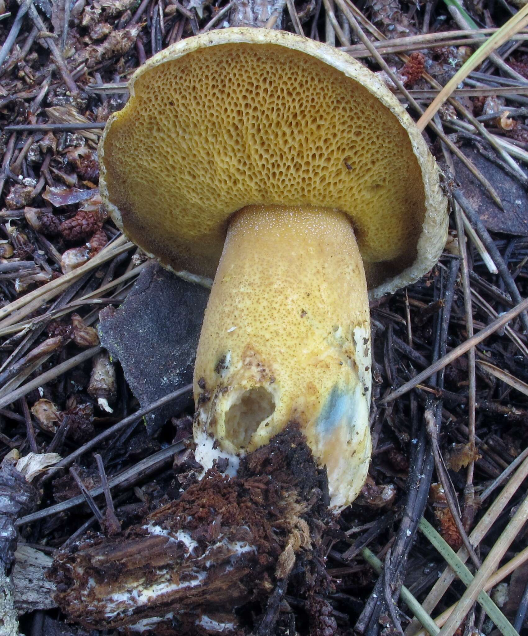 Imagem de Suillus tomentosus Singer 1960