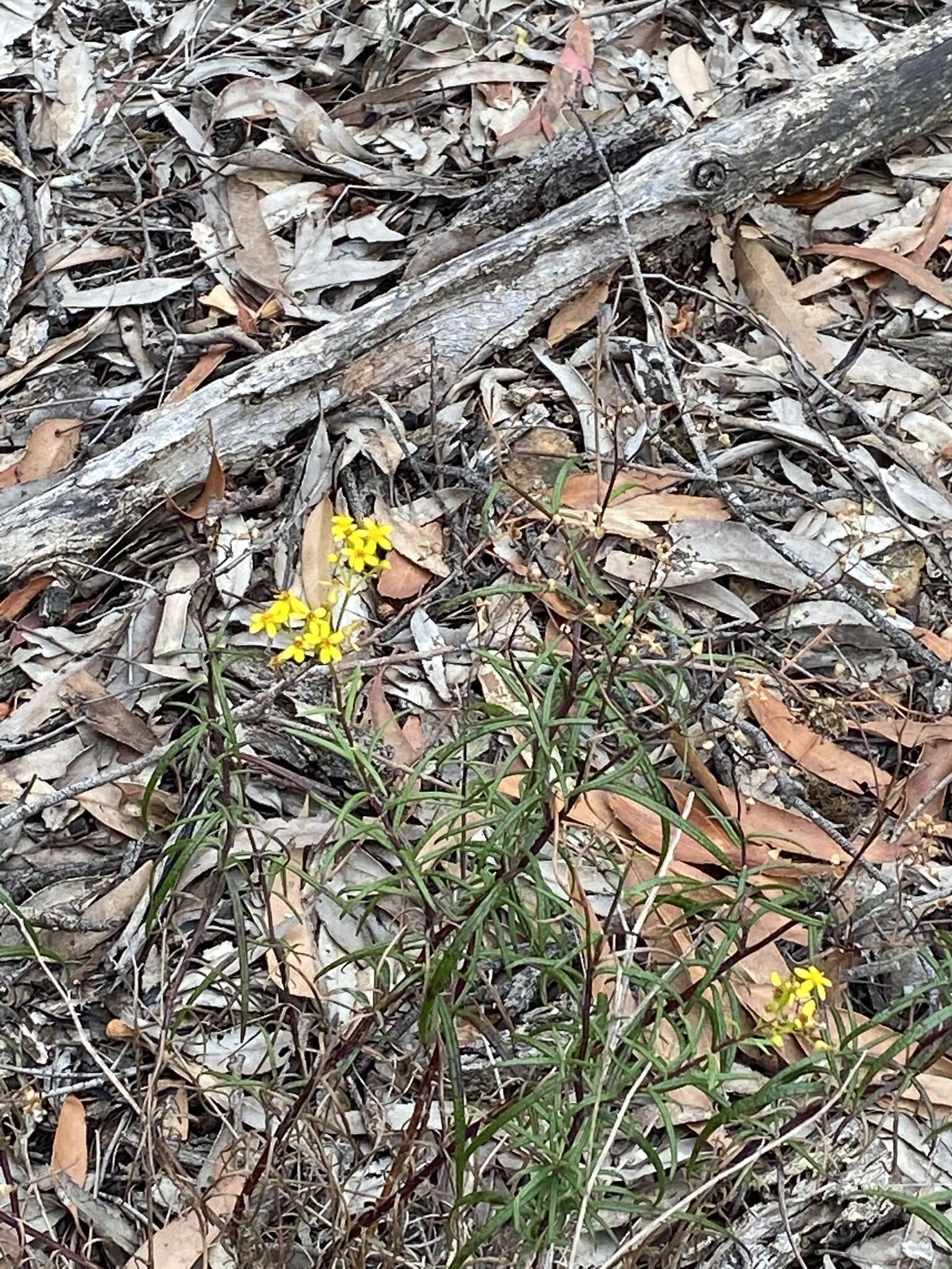 Image of <i>Senecio <i>linearifolius</i></i> var. linearifolius