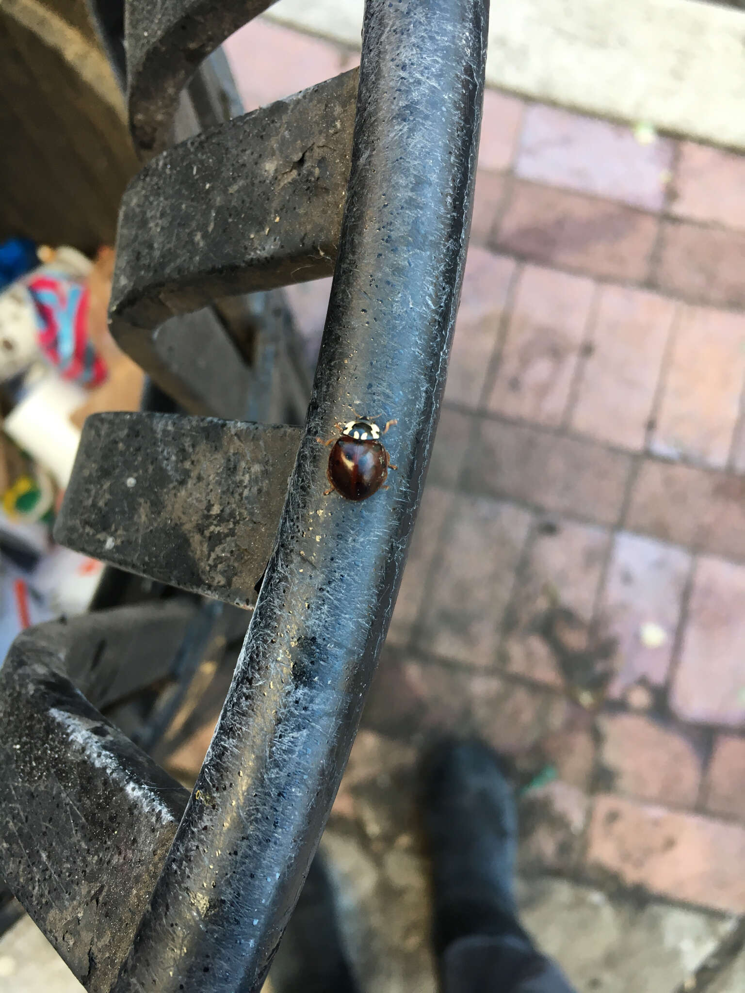 Image of Fifteen-spotted Lady Beetle