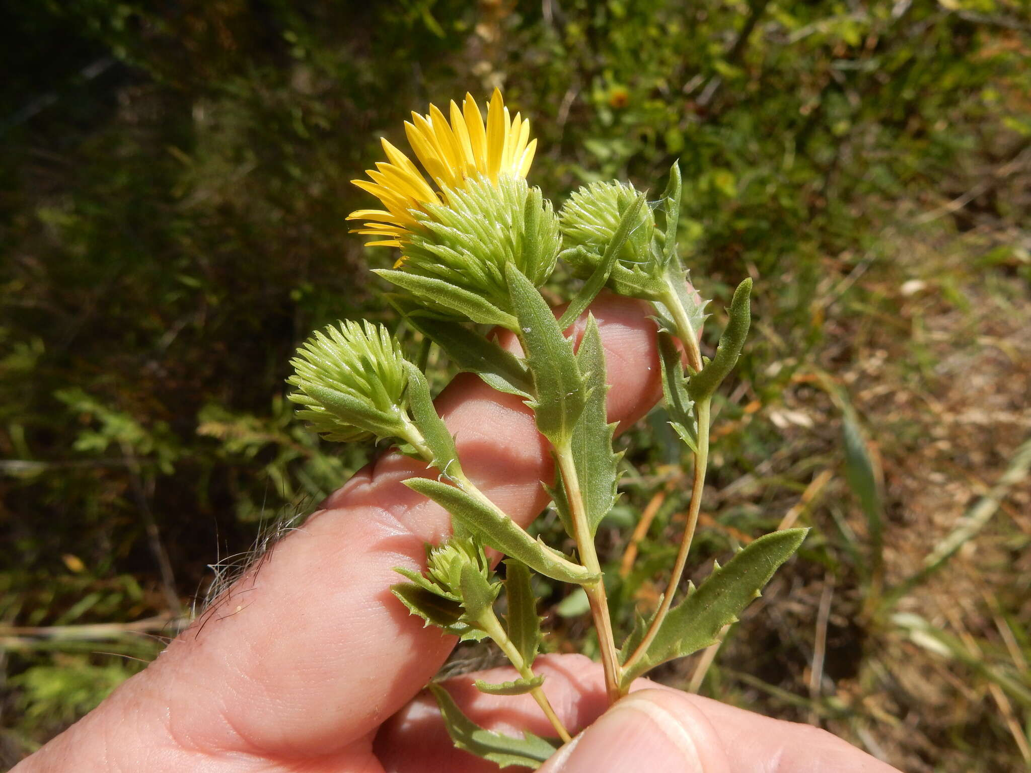 Image of narrowleaf gumweed